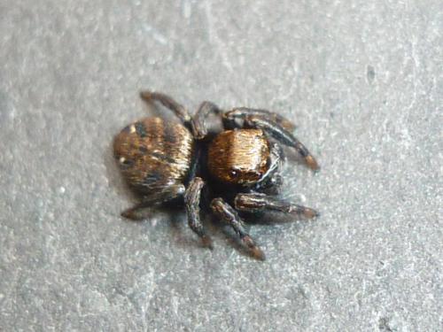 Réf. 244 307 : Evarcha arcuata